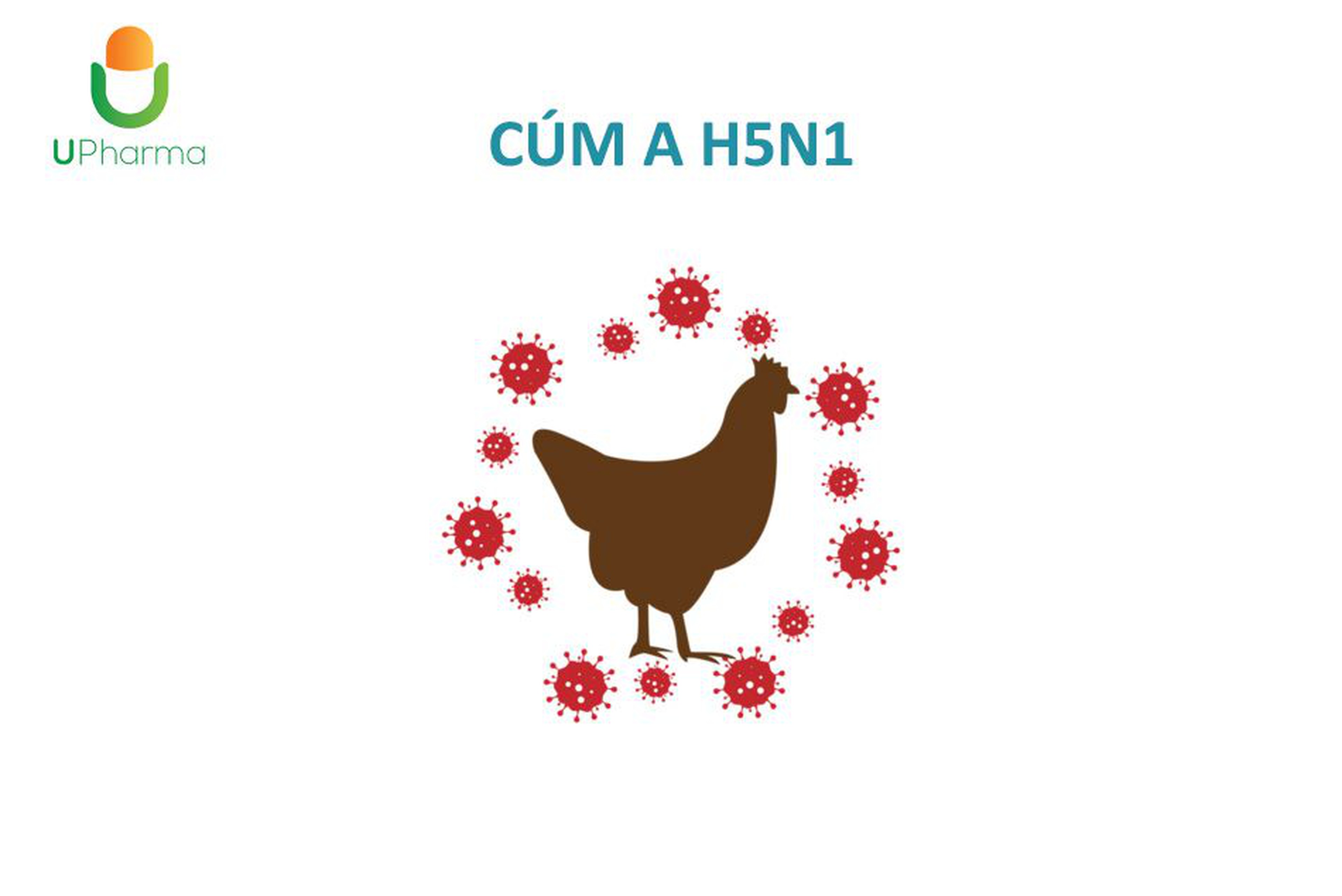 Cúm gà (cúm A H5N1): những điều cần biết và các biện pháp phòng bệnh.