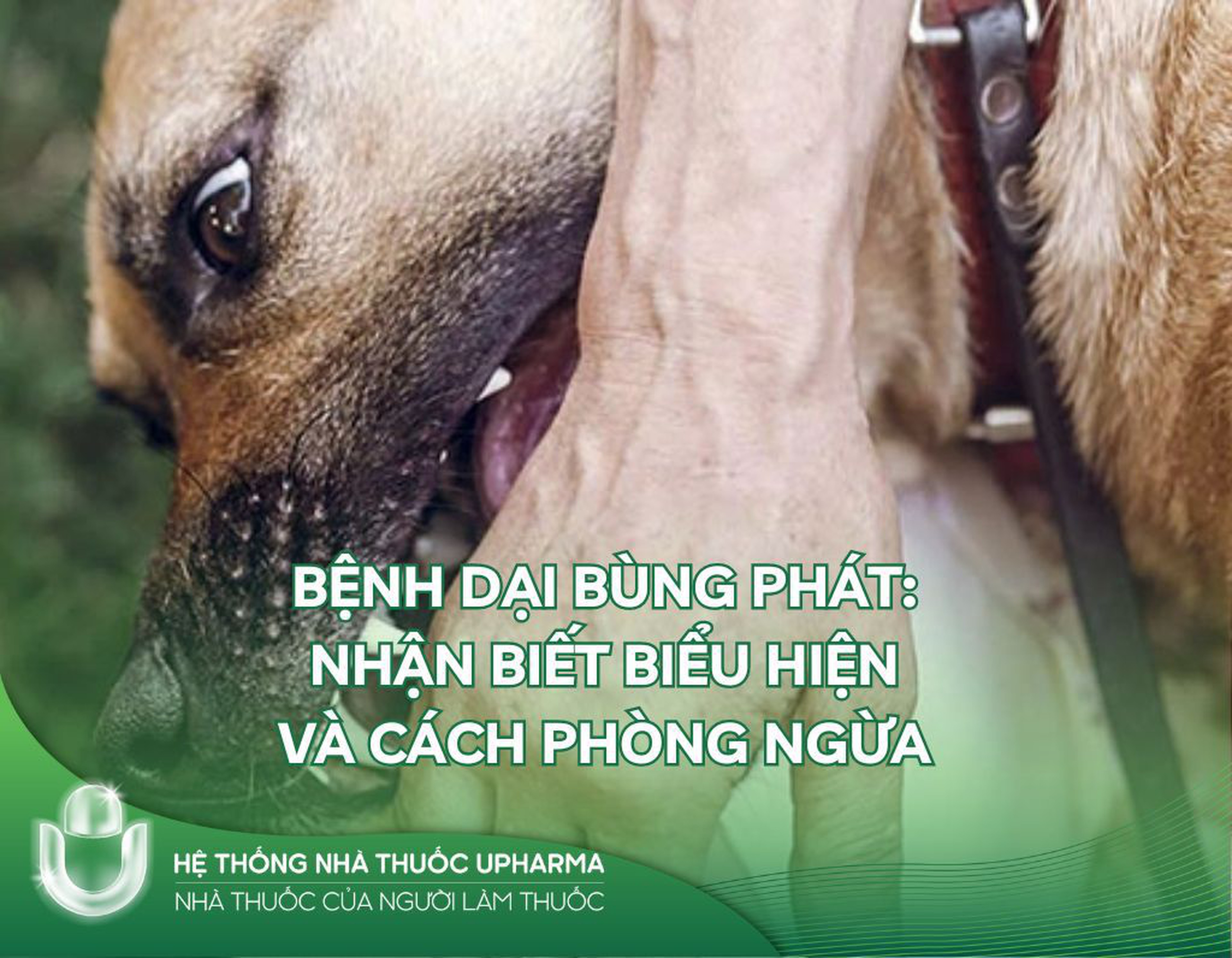 Bệnh dại bùng phát: Nhận biết biểu hiện và cách phòng ngừa
