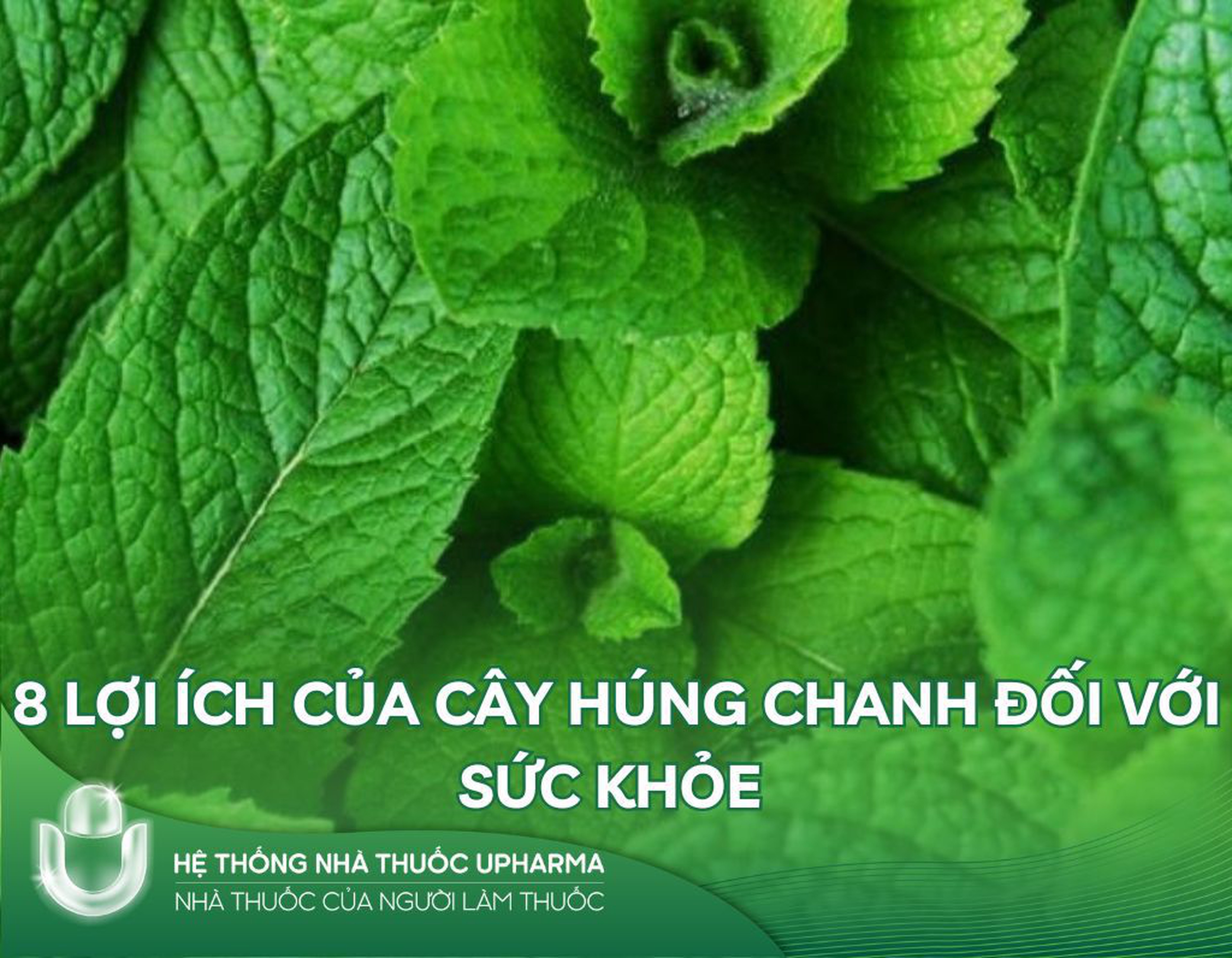 8 lợi ích của cây húng chanh đối với sức khỏe