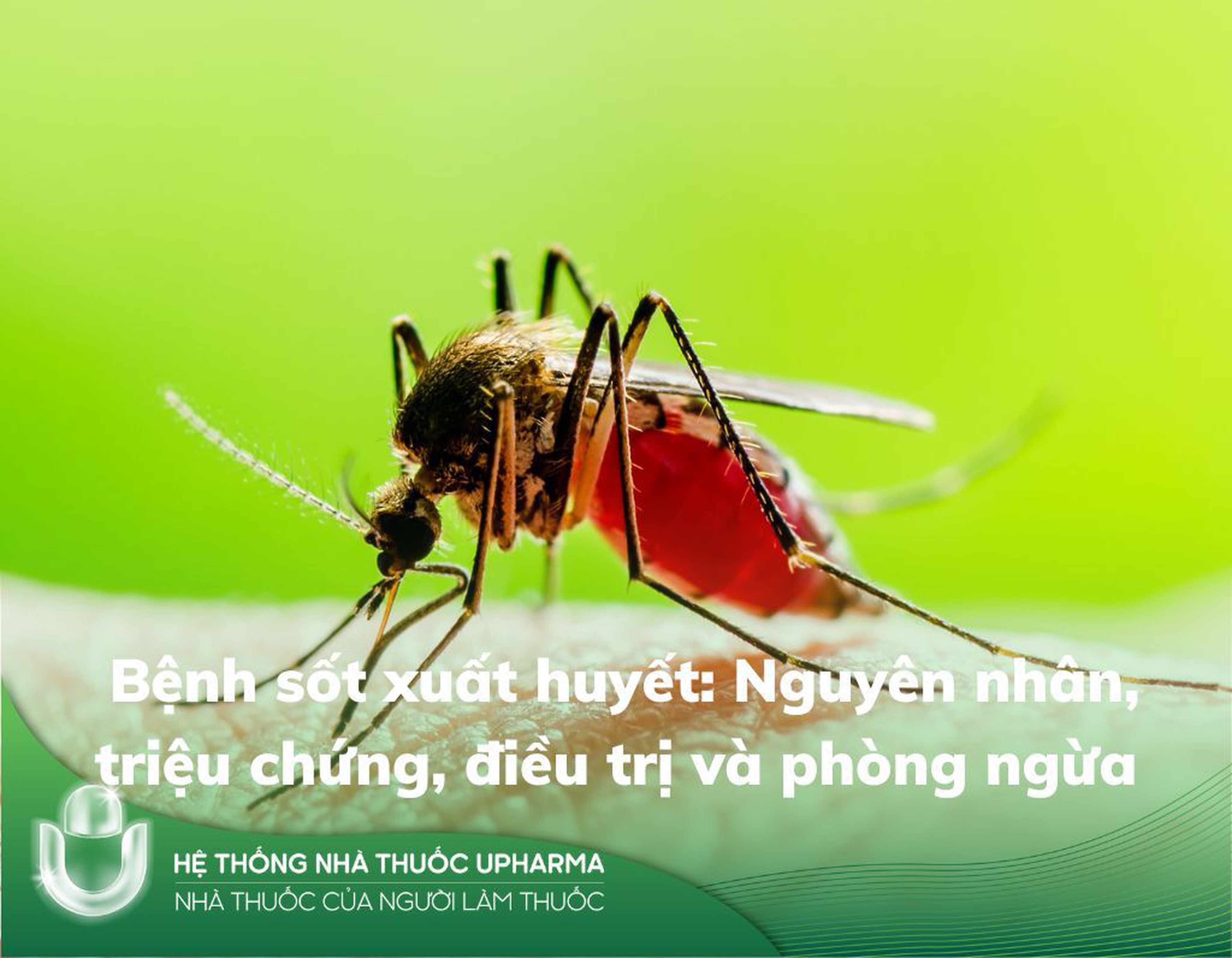 Bệnh sốt xuất huyết: Nguyên nhân, triệu chứng, điều trị và phòng ngừa