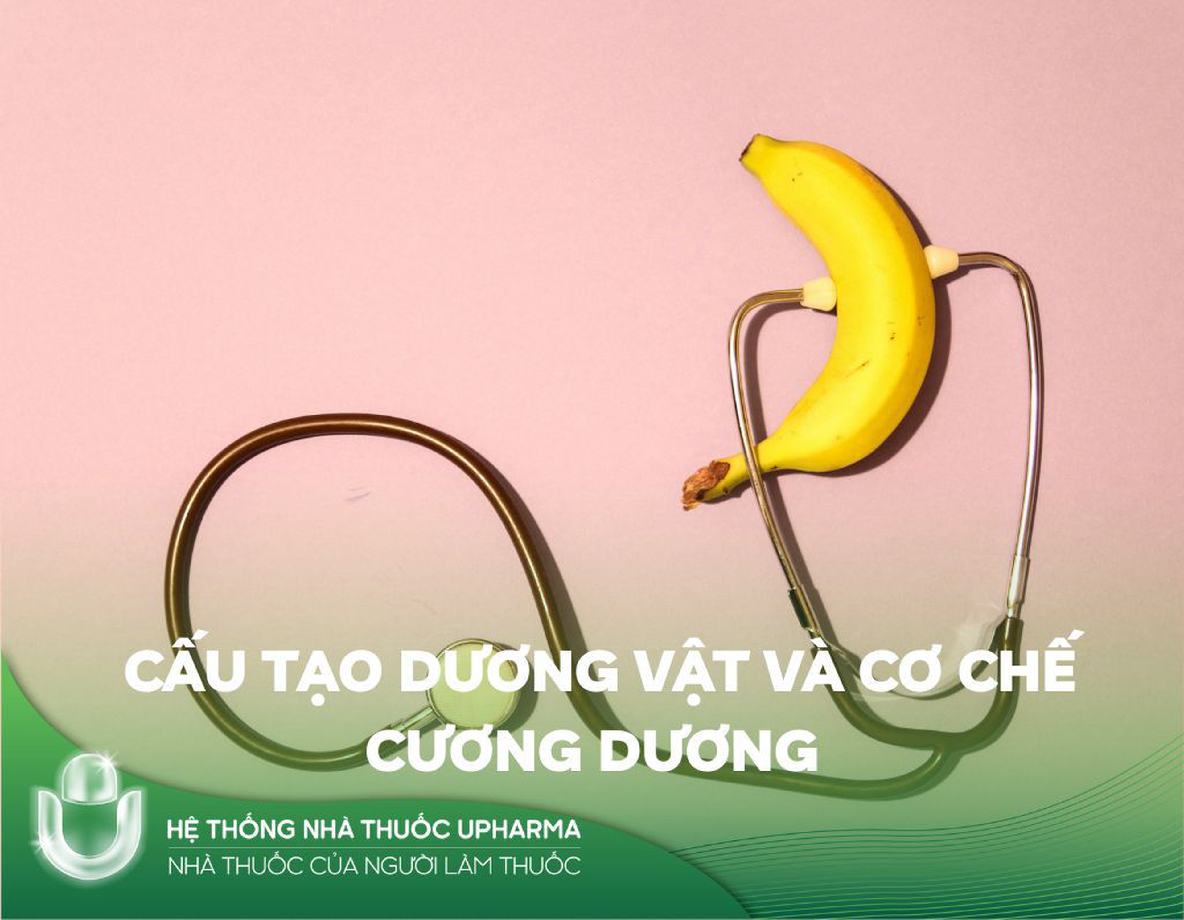 Cấu tạo dương vật và cơ chế cương dương