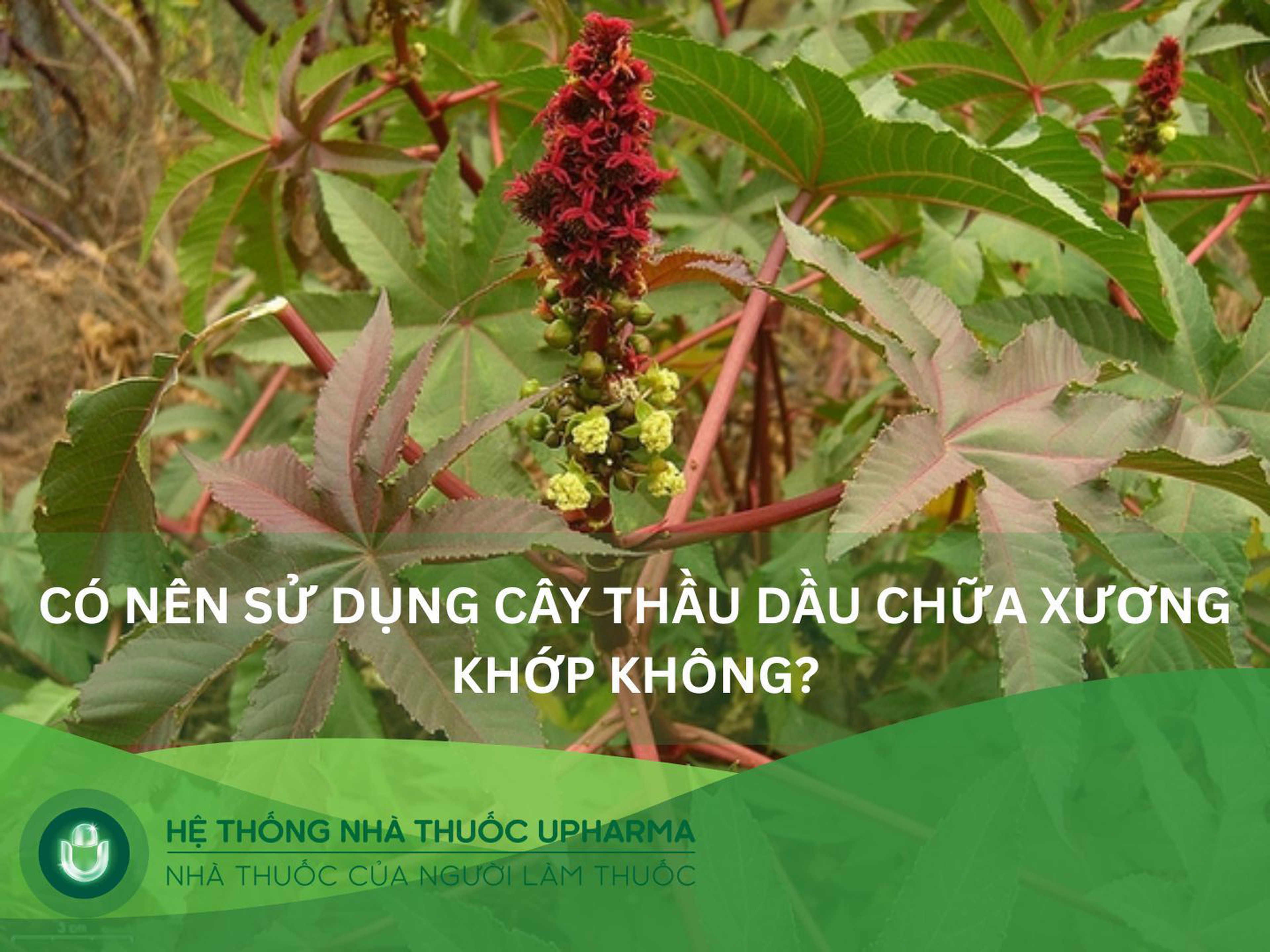 Công dụng cây thầu dầu chữa xương khớp và những lưu ý 