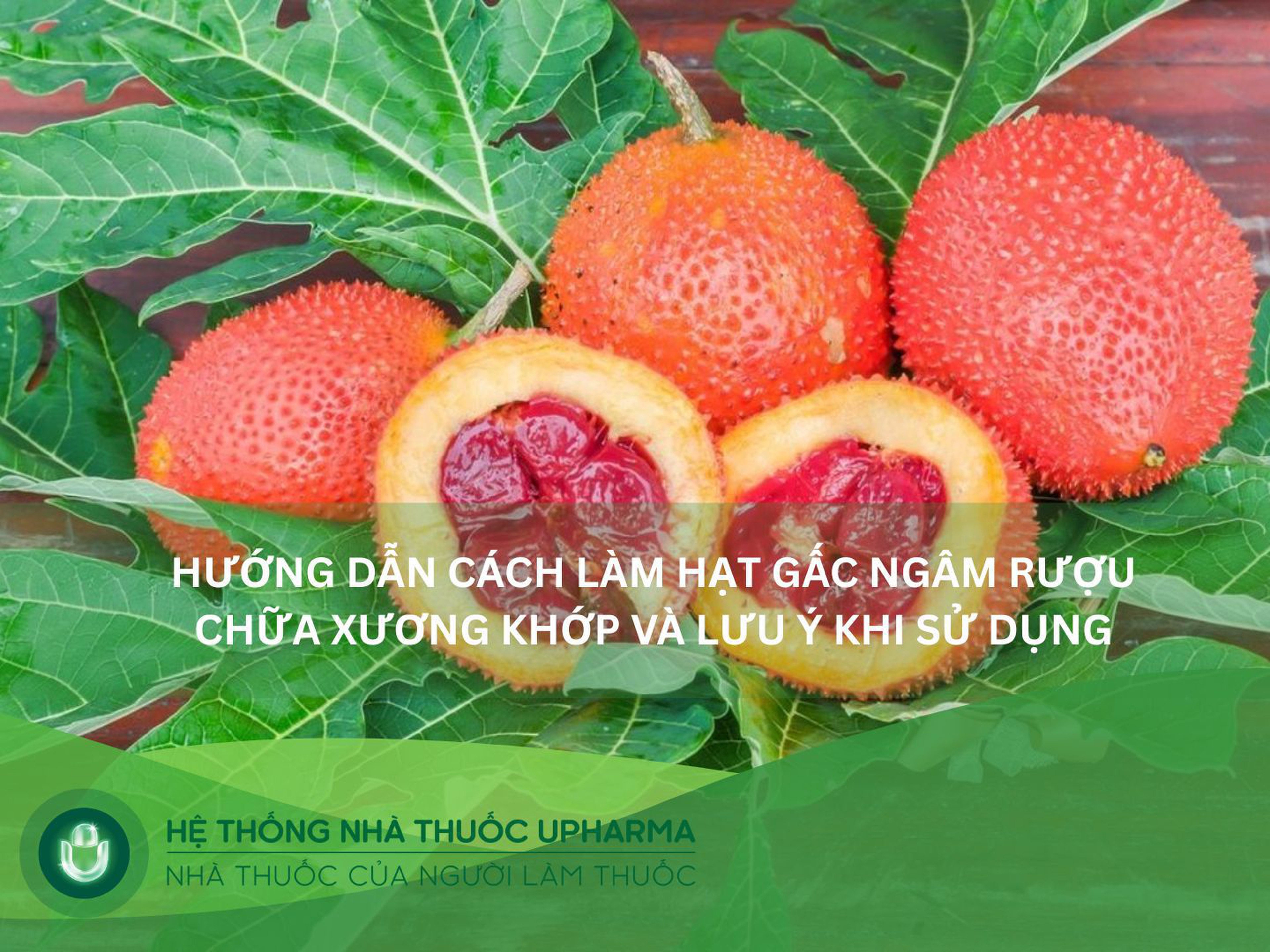 Hướng dẫn cách làm hạt gấc ngâm rượu chữa xương khớp và lưu ý khi sử dụng