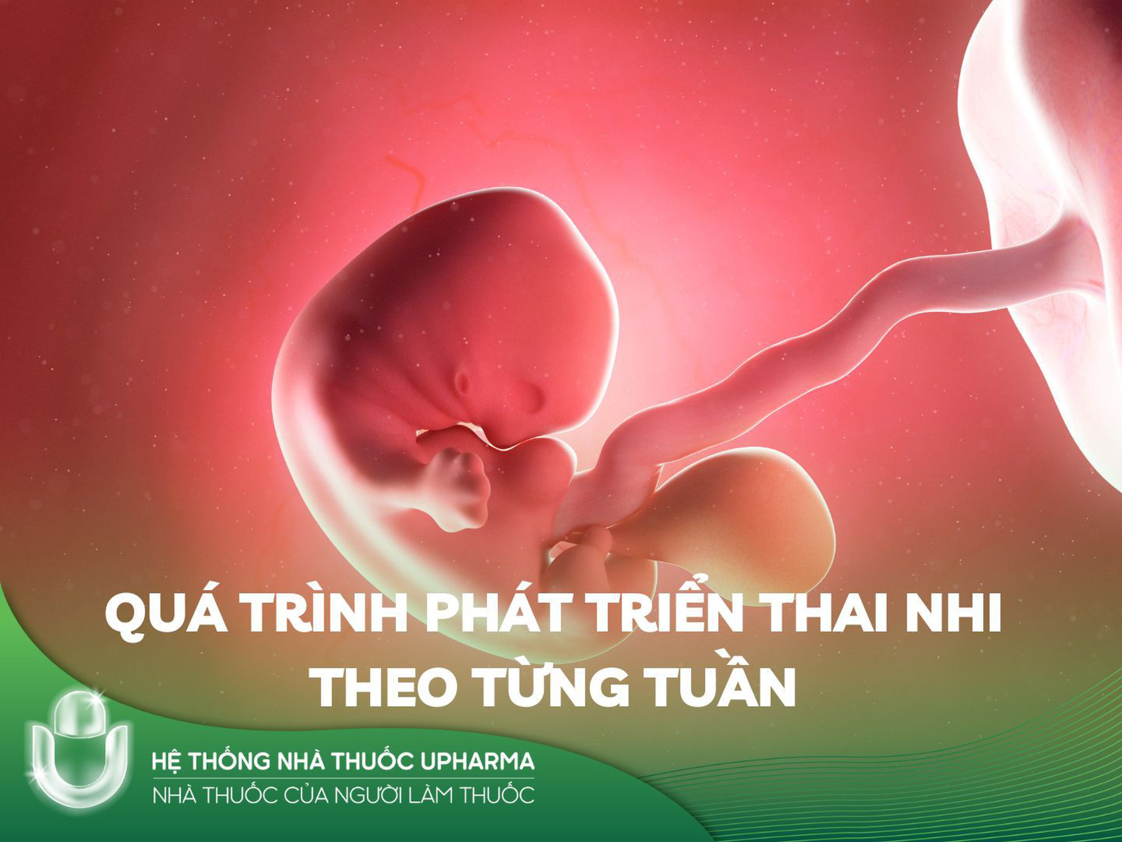 Quá trình phát triển thai nhi theo từng tuần 