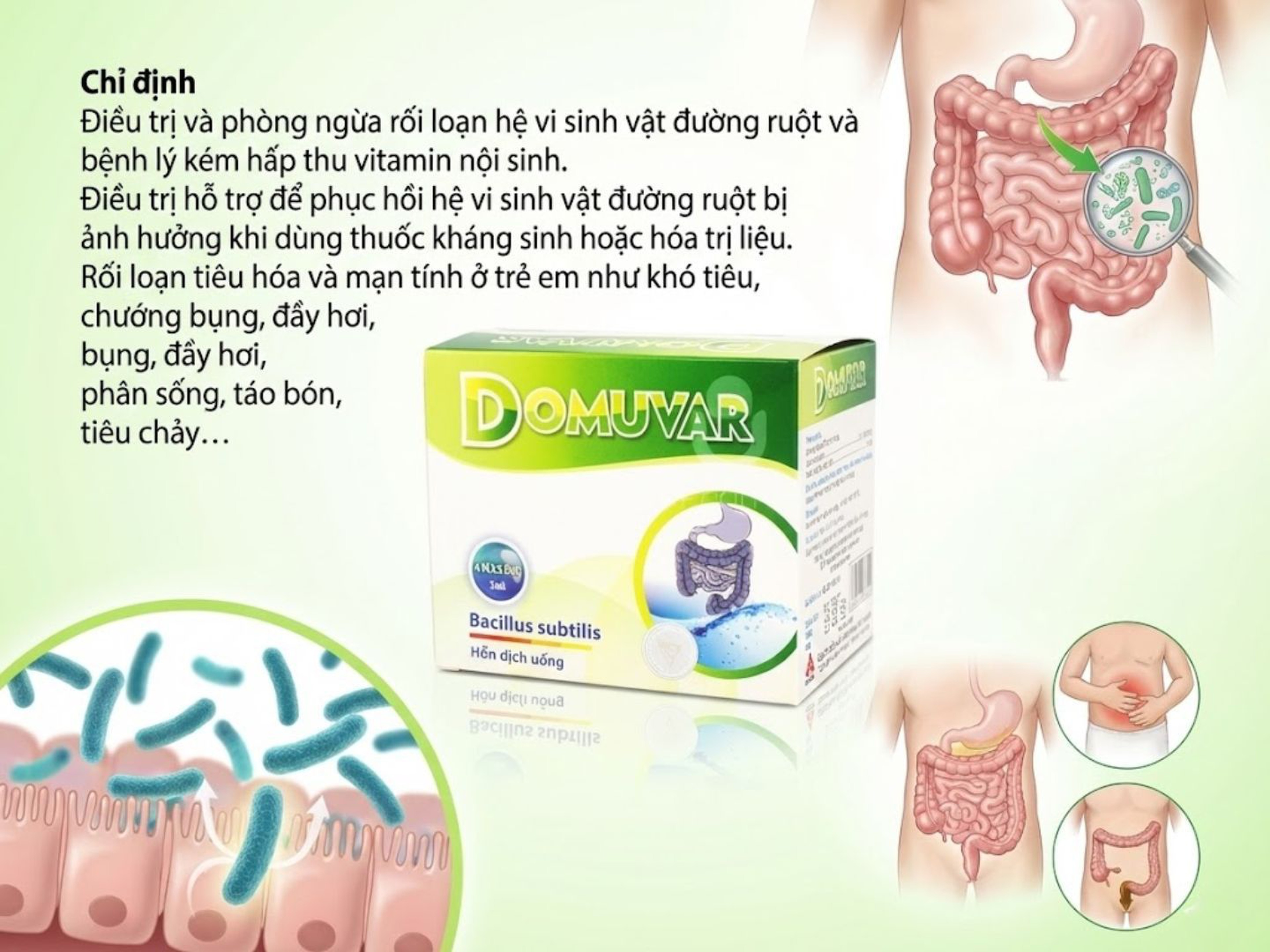 Men vi sinh Domuvar chứa 2 tỷ lợi khuẩn Bacillus subtilis điều trị rối loạn tiêu hóa (Hộp 4 vỉ x 5 ống)