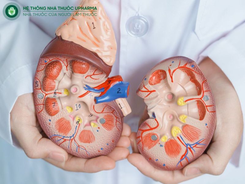 nguyên nhân gây bệnh sỏi thận ở nữ