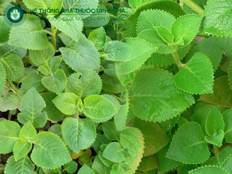 Cách trị ho cho bé bằng lá húng chanh