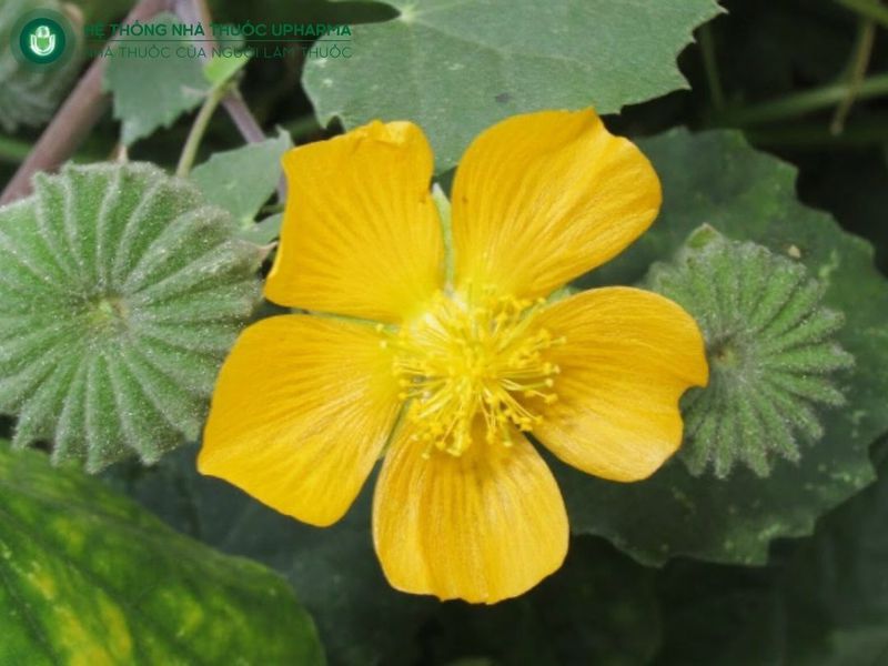 tìm hiểu cây cối xay chữa sỏi thận