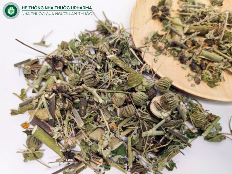 cách sử dụng cây cối xay chữa sỏi thận