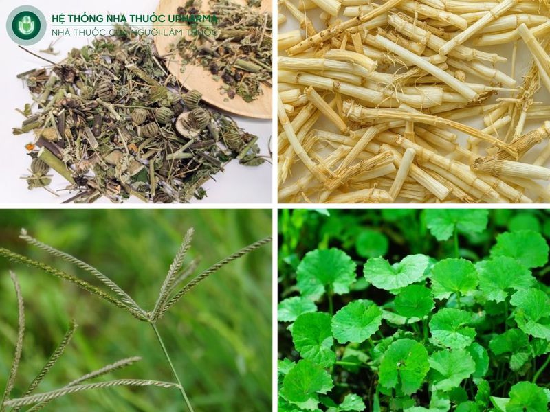 cây cối xay kết hợp với thảo dược khác chữa sỏi thận