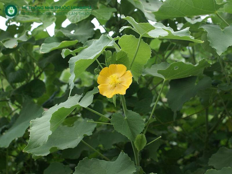 lưu ý khi dùng cây cối xay chữa sỏi thận