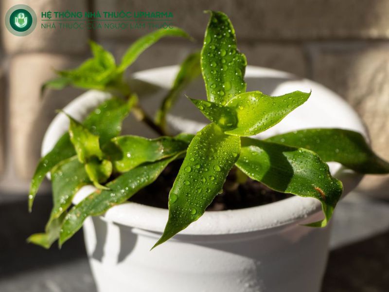 cây lược vàng chữa bệnh xương khớp