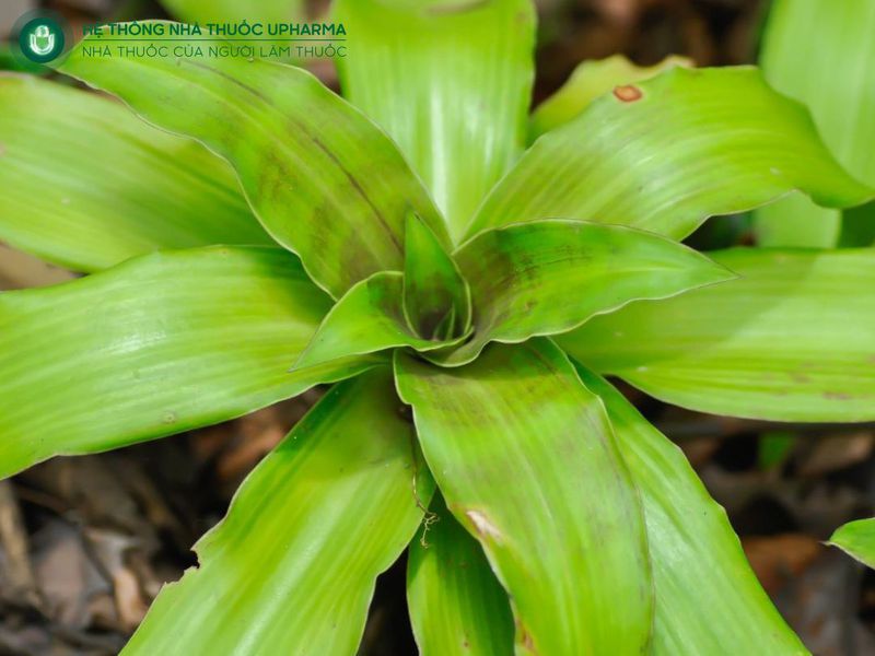 cây lược vàng chữa bệnh xương khớp