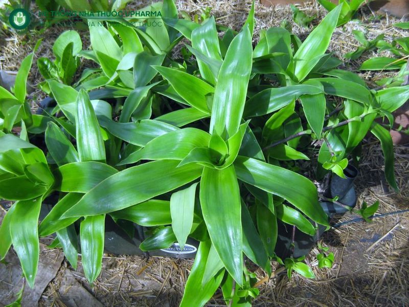 hạn chế của cây lược vàng chữa bệnh xương khớp