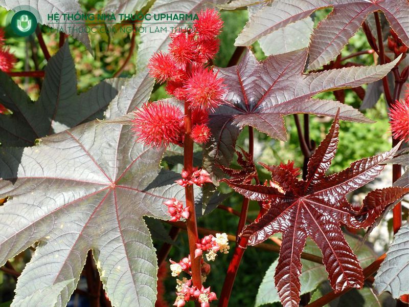 cây thầu dầu chữa xương khớp