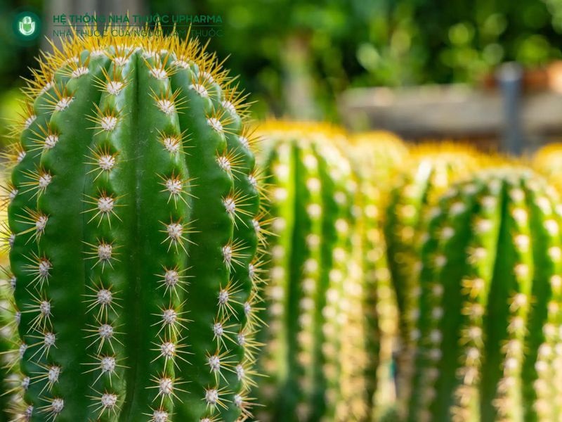 cây xương rồng chữa xương khớp