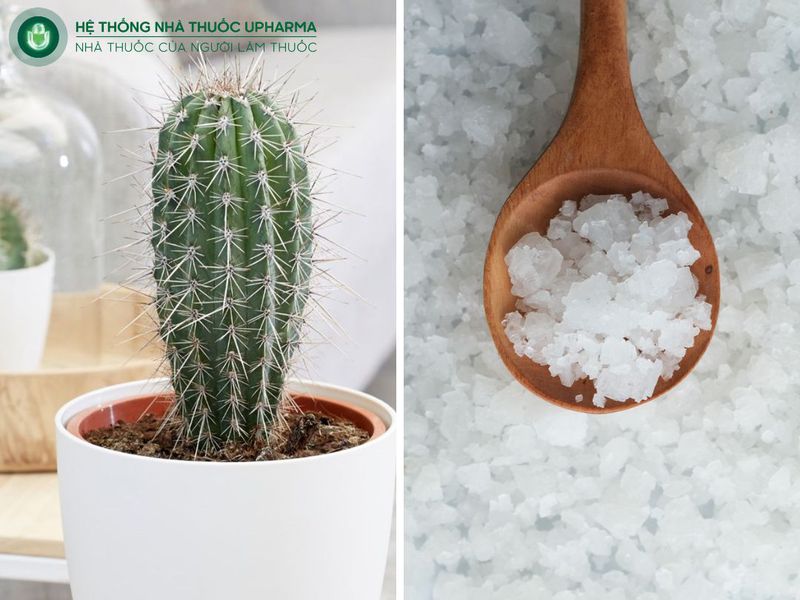 dùng xương rồng và muối trắng