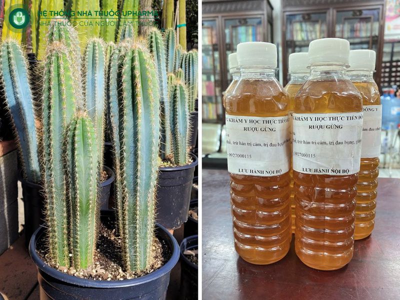 Chữa bệnh xương khớp bằng xương rồng và rượu gừng