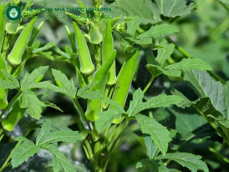 đậu bắp tốt cho xương khớp