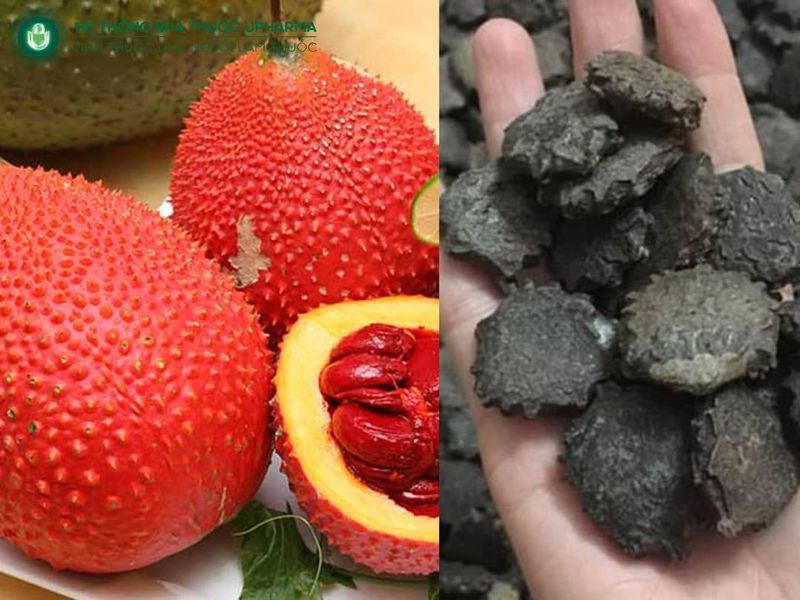 lưu ý khi dùng hạt gấc ngâm rượu chữa xương khớp