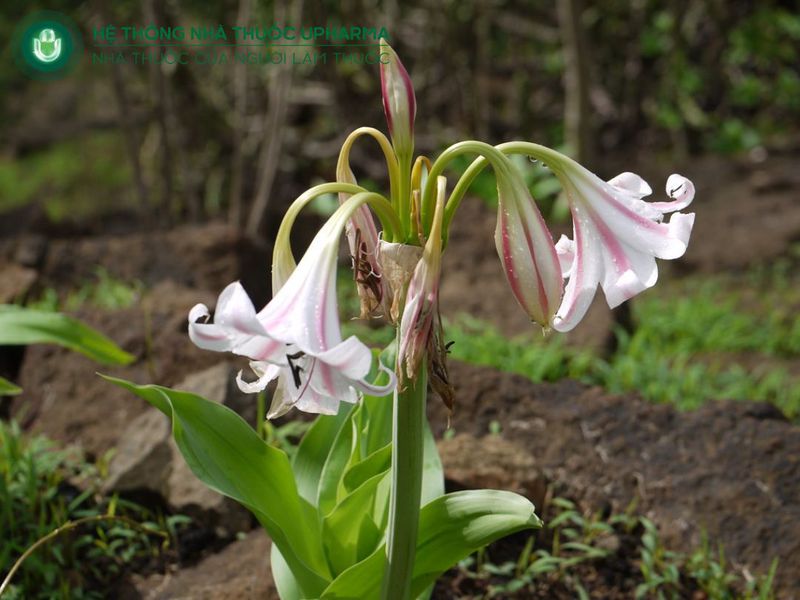 trinh nữ hoàng cung đắp xương khớp