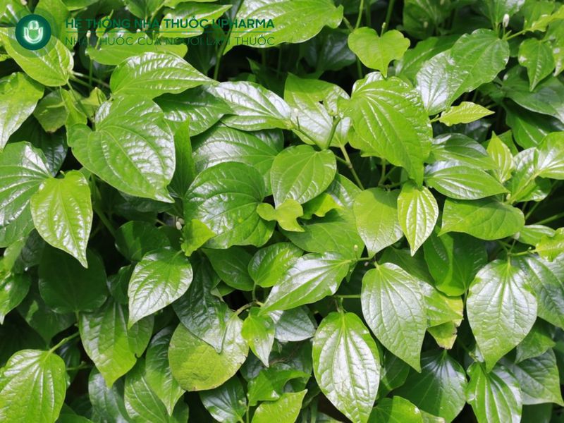 lá tốt đắp xương khớp