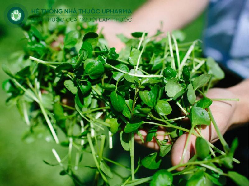 thiếu canxi nên ăn cải xoong