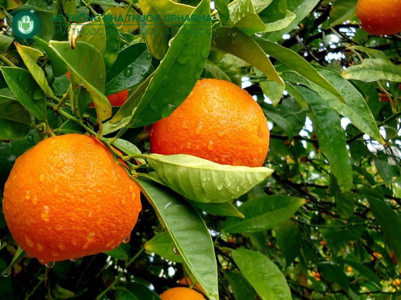 ăn cam bổ sung canxi cho mẹ bầu