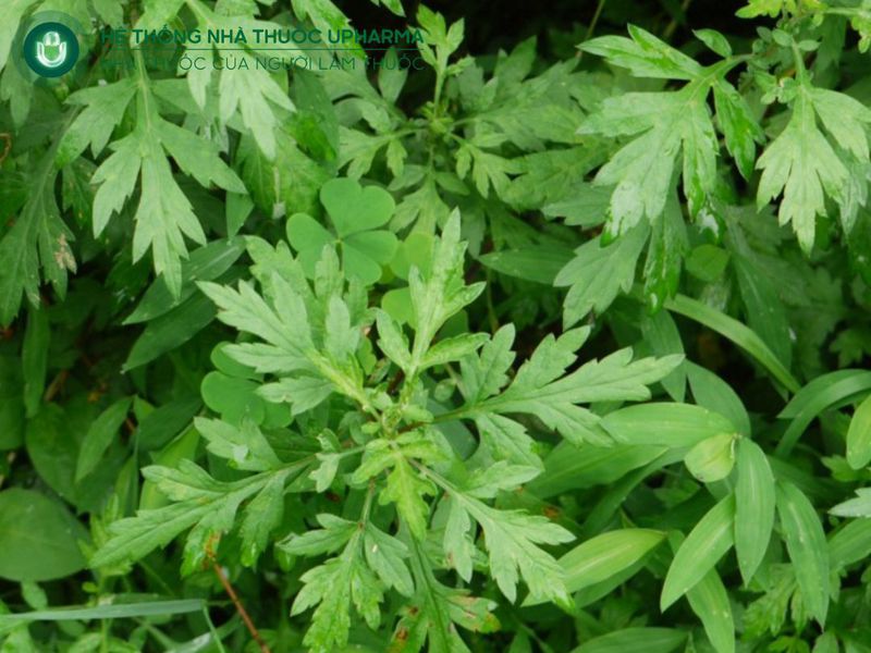 lá ngải cứu đắp xương khớp