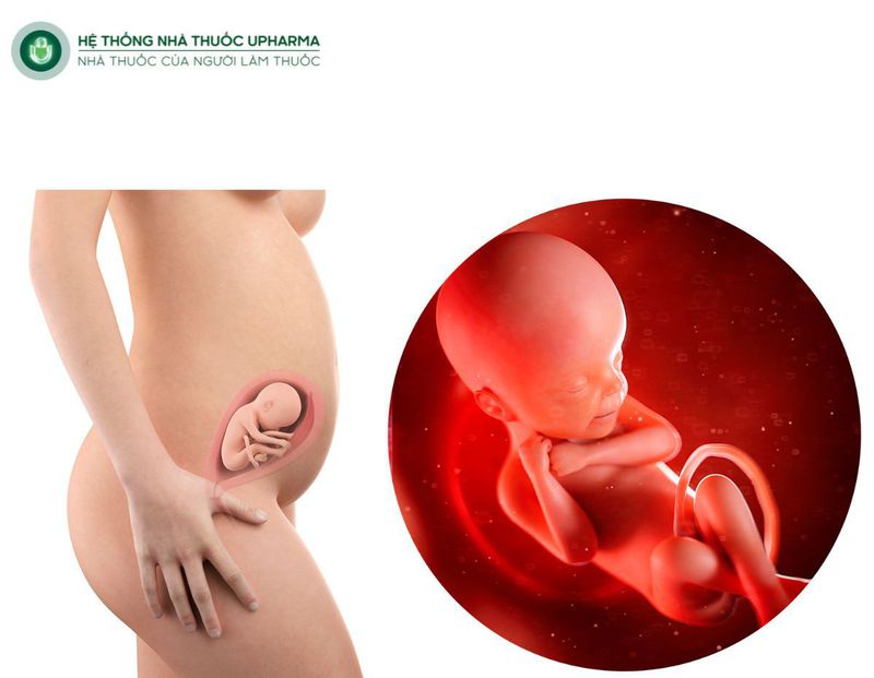 Quá trình phát triển thai nhi