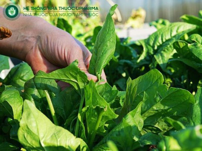 rau chân vịt tốt cho xương khớp