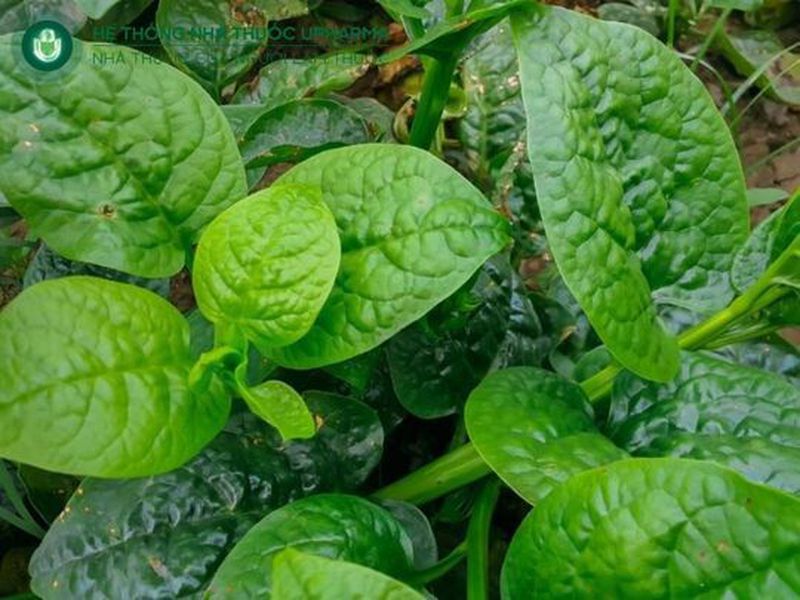 rau mồng tơi tốt cho xương khớp