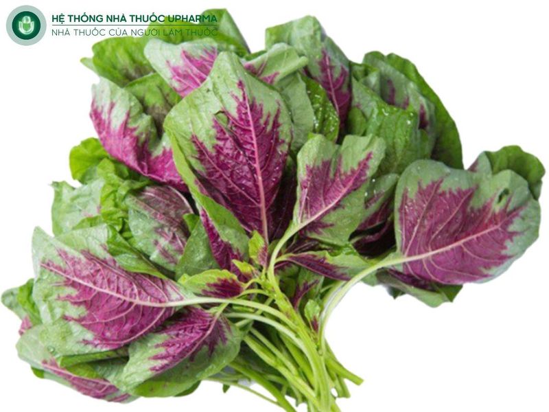 suy thận không nên ăn rau dền