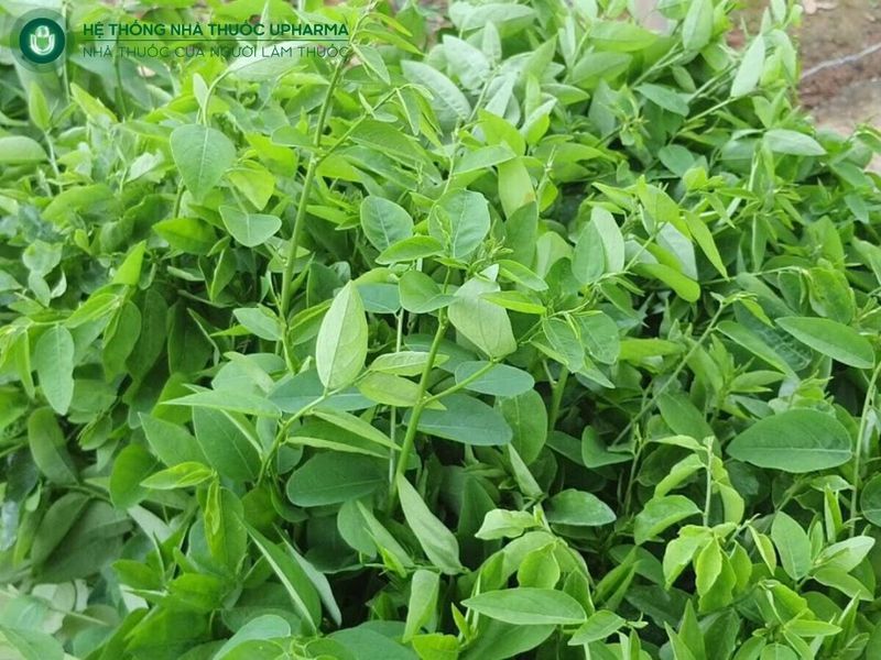 suy thận nên ăn rau ngót